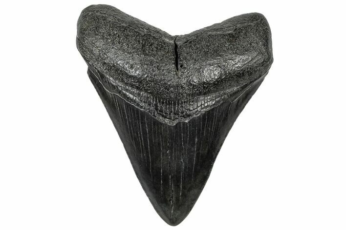 Fossil Megalodon Tooth - South Carolina #301818